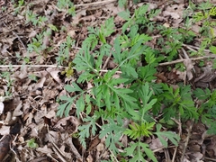 Ambrosia artemisiifolia