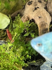 Neocaridina davidi