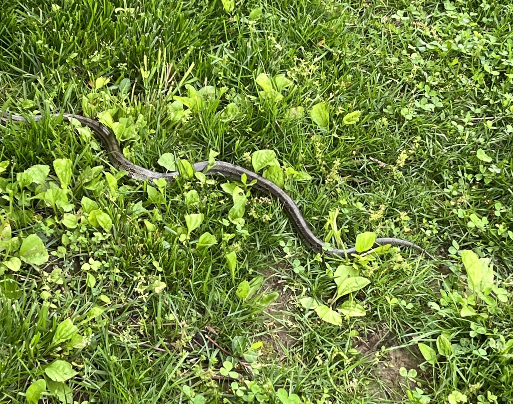 Prairie Kingsnake from Cliff Cave Park, Saint Louis, MO, US on May 25 ...