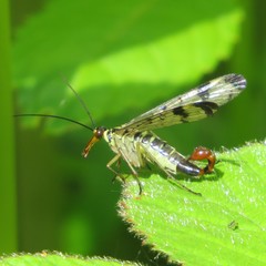 Panorpa cognata