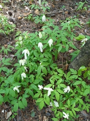 Clematis alpina sibirica