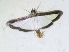 Diaphania superalis