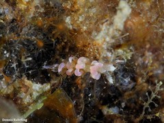 Spurilla neapolitana