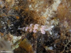 Spurilla neapolitana
