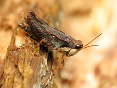 Tettigidea lateralis