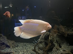 Osphronemus goramy