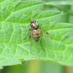 Chrysopilus cristatus