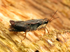 Tettigidea lateralis