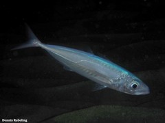 Trachurus trachurus