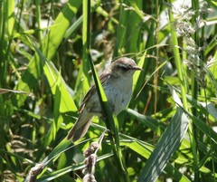 Acrocephalus schoenobaenus