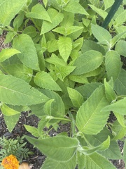 Monarda bradburiana