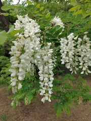 Robinia pseudoacacia