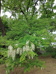 Robinia pseudoacacia