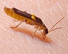Belotus
