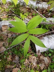 Maianthemum racemosum