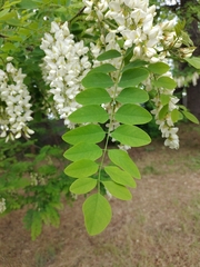 Robinia pseudoacacia
