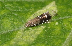 Anacampsis levipedella