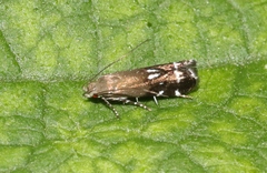 Anacampsis levipedella