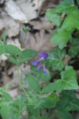 Lathyrus laxiflorus