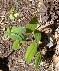 Lathyrus pisiformis