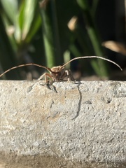 Stenidea alutacea