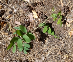 Lathyrus pisiformis