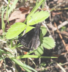 Erynnis icelus image