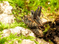 Tettigidea lateralis