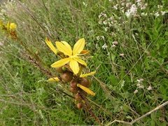 Asphodeline
