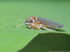 Synecdoche impunctata