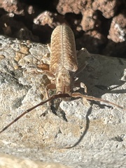 Stenidea alutacea