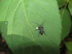 Ropalopus macropus