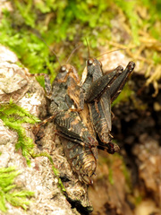Tettigidea lateralis