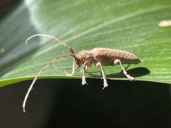 Stenidea alutacea