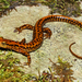 Eastern Long-tailed Salamander - Photo (c) Travis W. Reeder, some rights reserved (CC BY-NC), uploaded by Travis W. Reeder