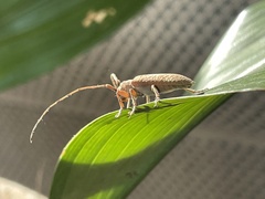 Stenidea alutacea