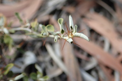 Solanum elachophyllum