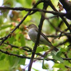Phylloscopus sibilatrix