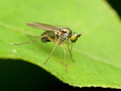 Dolichopodinae
