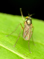 Dolichopodinae