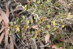 Solanum elachophyllum