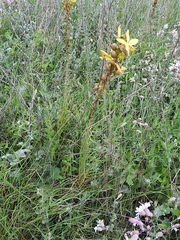 Asphodeline