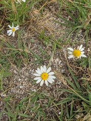 Anthemis ruthenica