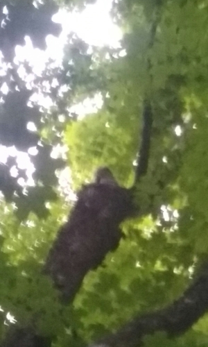 Strigidae
