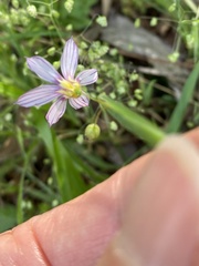 Sisyrinchium