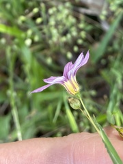 Sisyrinchium