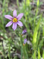 Sisyrinchium