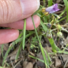 Sisyrinchium