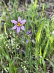 Sisyrinchium