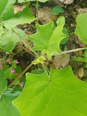 Solanum viarum